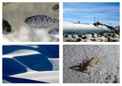 White Sands images