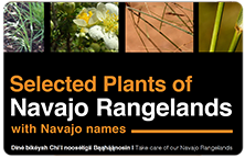 Close up of four different types of plants that grow in the Navajo Rangelands with title of below the plants. 