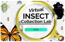 Virtual Insect Collection opening screen with title and insects.