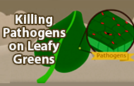 Image from the Pathogens on Leafy Greens animation produced by NMSU Media Productions.