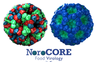 Image of the Norovirus Capsid