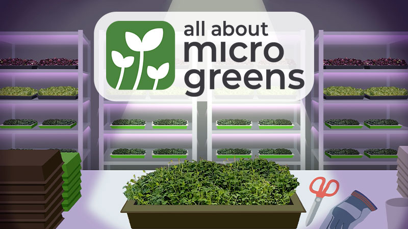 Image from Microgreens website