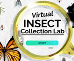 Virtual Insect Collection opening screen with magnifying glass and insects